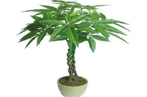 发财树用什么肥料最好,发财树怎么养才茂盛