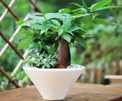 发财树用什么肥料最好,发财树怎么养才茂盛
