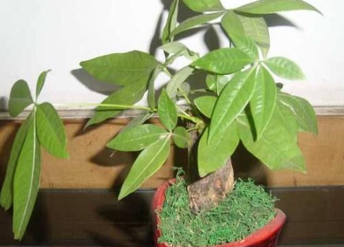 发财树用什么肥料最好,发财树怎么养才茂盛