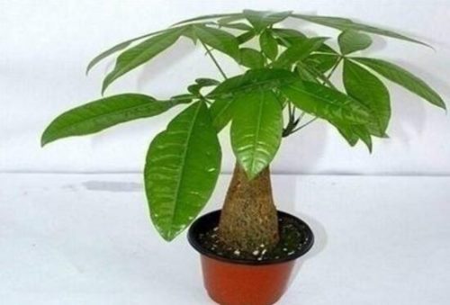 发财树用什么肥料最好,发财树怎么养才茂盛