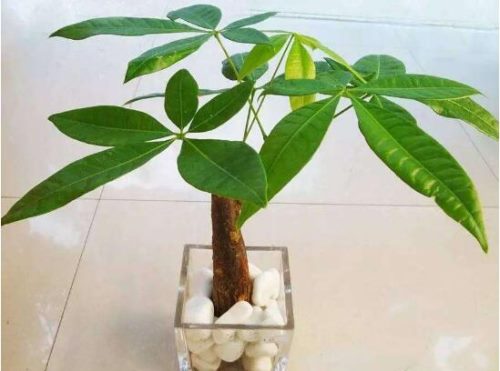 发财树用什么肥料最好,发财树怎么养才茂盛