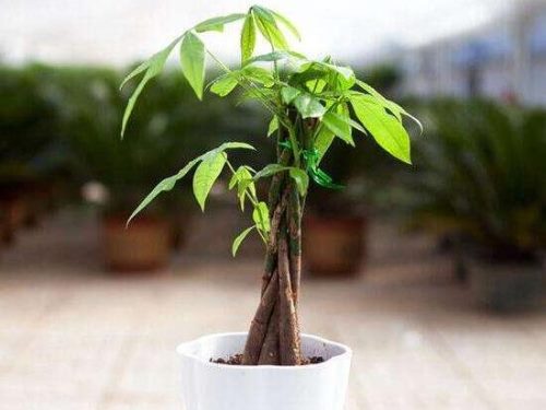 发财树用什么肥料最好,发财树怎么养才茂盛