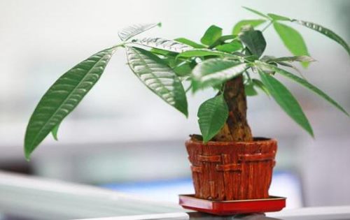 发财树用什么肥料最好,发财树怎么养才茂盛