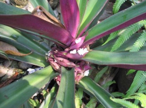 紫背万年青有毒吗,有毒的万年青是哪种