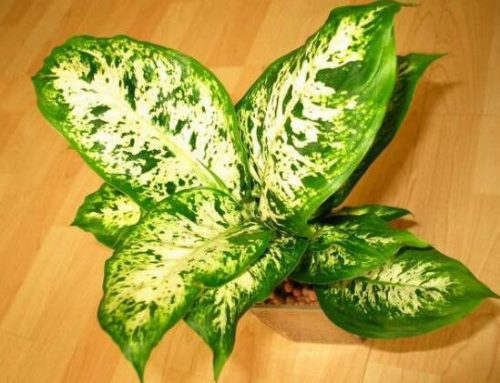 紫背万年青有毒吗,有毒的万年青是哪种