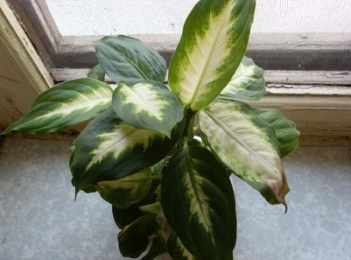 紫背万年青有毒吗,有毒的万年青是哪种