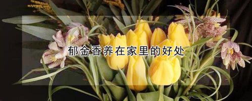 郁金香养在家里的好处