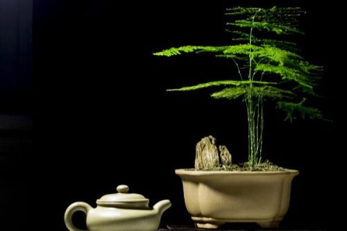 文竹夏天怎么养,保持湿度注意遮阴/通风