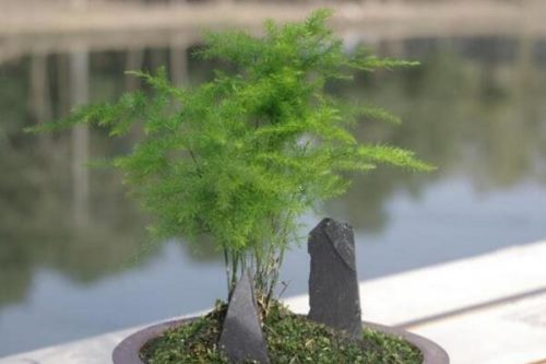 文竹夏天怎么养,保持湿度注意遮阴/通风