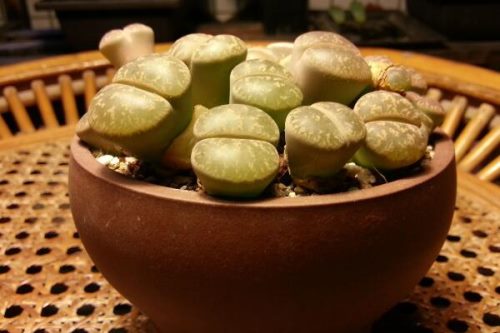 冬天到了生石花怎么养,冬季养护5大要点