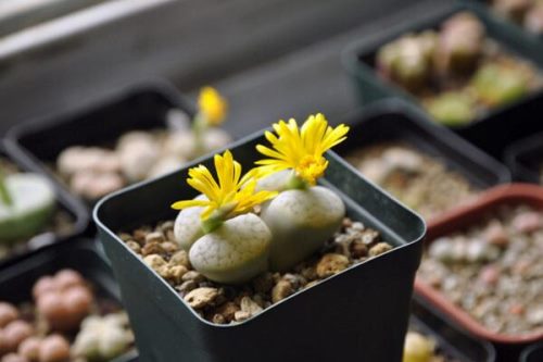 冬天到了生石花怎么养,冬季养护5大要点