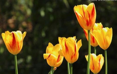 郁金香家庭水培方法,花球选择很关键