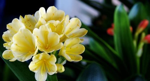 君子兰叶子很薄怎么办,要从光照不足这些问题入手