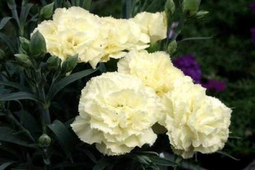 怎么让康乃馨快速开花,康乃馨快速开花技巧