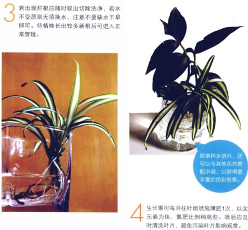 水培吊兰怎么养才能长得好,这里有方法步骤还有图解方法