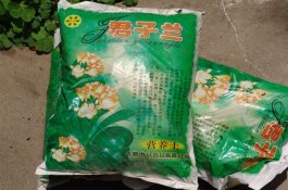食荚豌豆的冬茬早春茬栽培方法介绍 食荚豌豆的冬茬早春茬栽培方法介绍