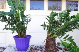 小麦赤霉病如何防治有效