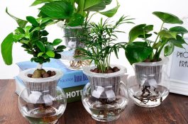 防治菠菜根腐病怎样用药