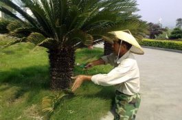 铁树怎样整形修剪（铁树的修剪方法介绍）