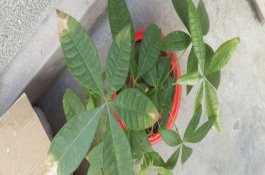 菜豆花叶病的症状及防治法