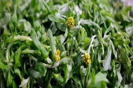 赣州市南康区蔬菜产业发展实施方案