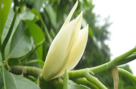 防治豆类病害用药须知