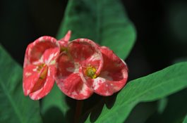 冰灯玉露是什么（怎么养）