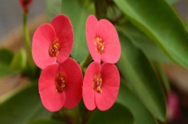 刺梅花枝上粘手 刺梅花枝上粘手