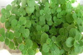 西瓜缺钙怎样用药