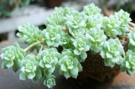 旱地籽南瓜无公害栽培技术介绍 旱地籽南瓜无公害栽培技术介绍