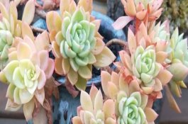 红薯裂皮怎么防治？症状识别、发病规律与用药方法