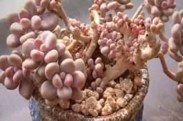 秋季马铃薯常见病虫害防治措施