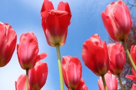 仔猪护理的管理技术