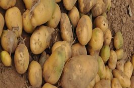 土豆怎么播种方法 土豆怎么播种方法