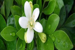 农村创业水产养殖项目有哪些呢？