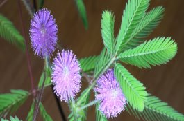 云实亚科黄槐决明种子怎么种（和双荚决明的区别）