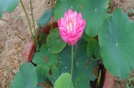 套袋苹果防治黑点病须知