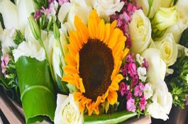 养猪要适时出栏和屠宰