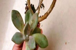 防治大棚西葫芦病害用药须知