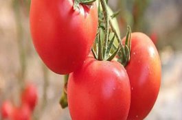 怎样防治菠菜叶斑病