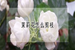 常见猪病防治――猪喘气病