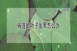 冬季养猪的防寒保暖措施