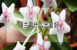 气喘病针对养猪业的危害及防治综合措施