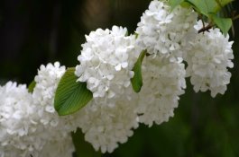 雨季选用除草剂该如何防药害