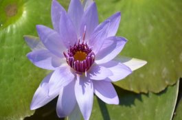 连阴天茄子容易黑心怎么办