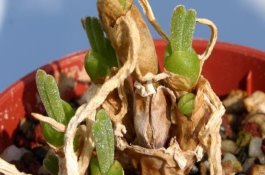 花生根部病害的有效防治方法