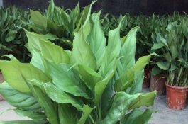 严查房地产中介囤积