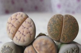 新生仔猪灌注“糖”液对身体有益