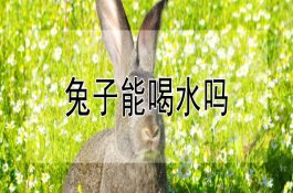 葛根的人工栽培技术