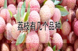荔枝有几个品种 荔枝有几个品种